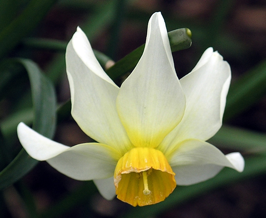 Narcissus cyclamineus Beryl wk.JPG